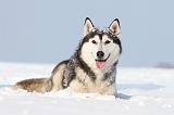 SIBERIAN HUSKY 224